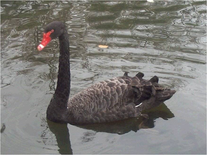 Black swan1.jpg